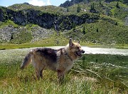 45  Al Lago piccolo (1986 m), ricoperto in parte da erbe acquatiche